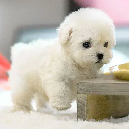 🐶🌭Nico - My Realistic Robot Puppy