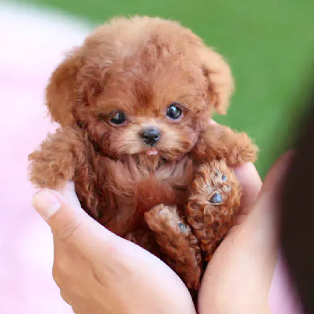 🐶🌭Nico - My Realistic Robot Puppy